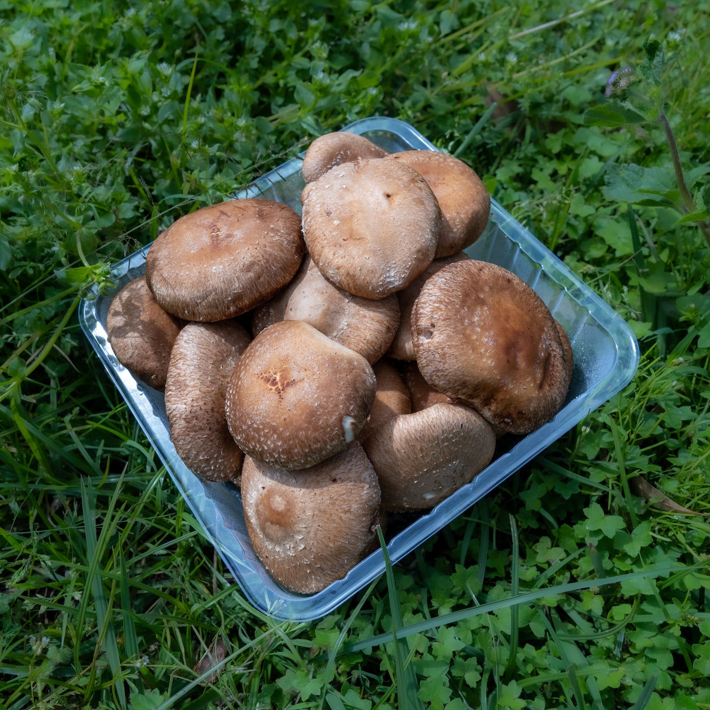 Fresh Shiitake
