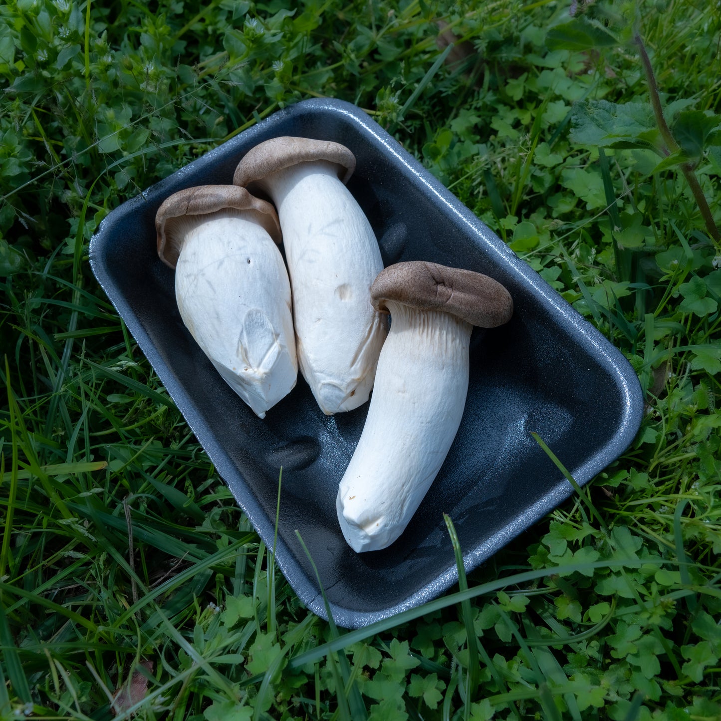 Fresh King Oyster