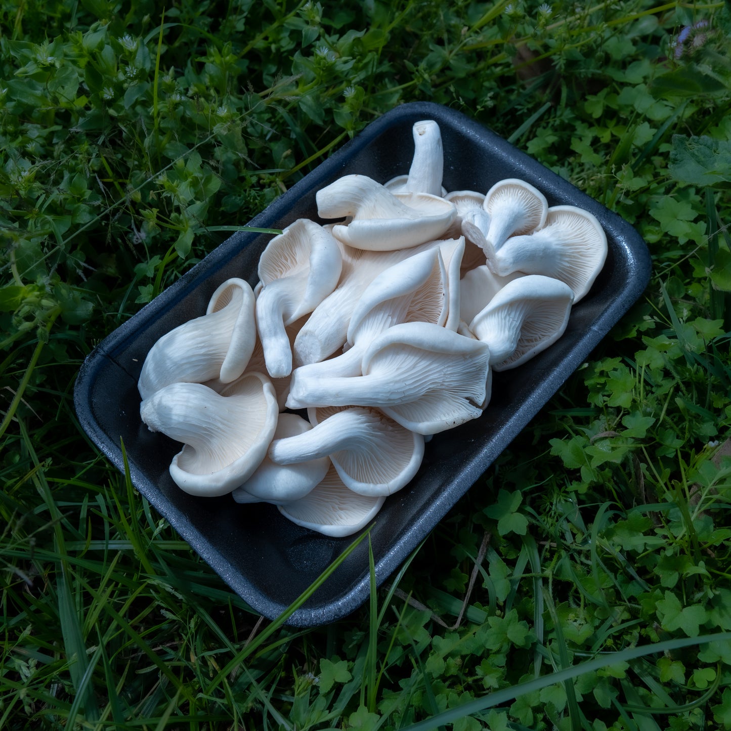 Fresh Oyster