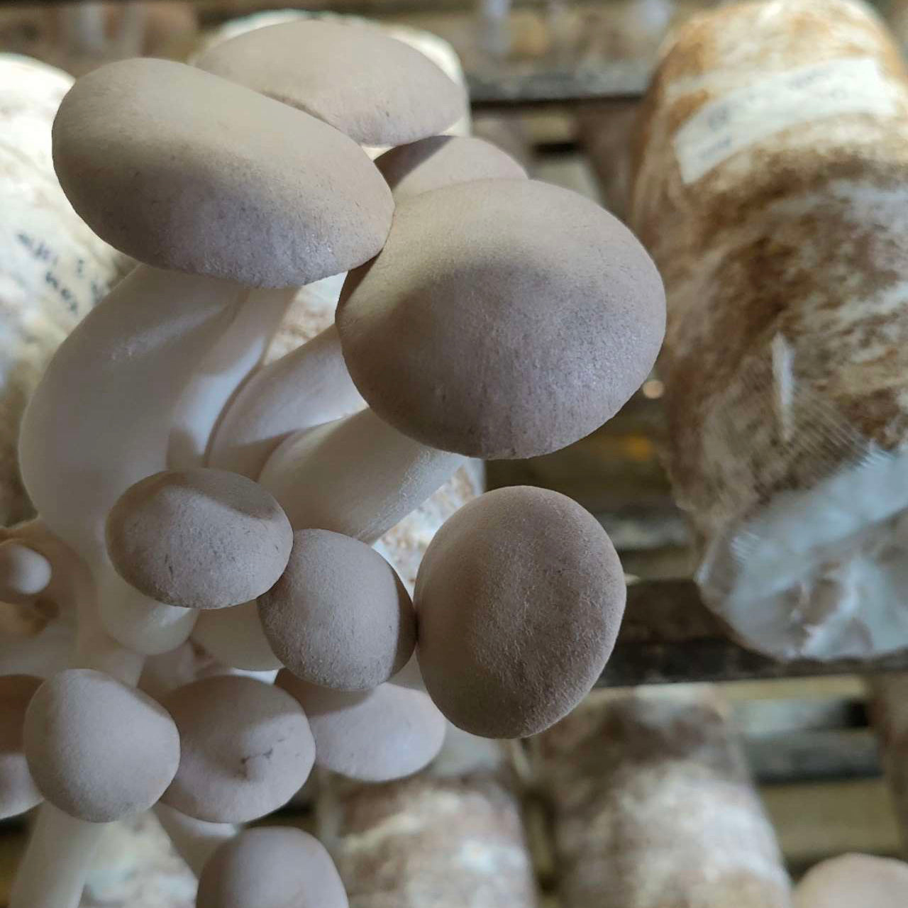 King Oyster Growing Bag