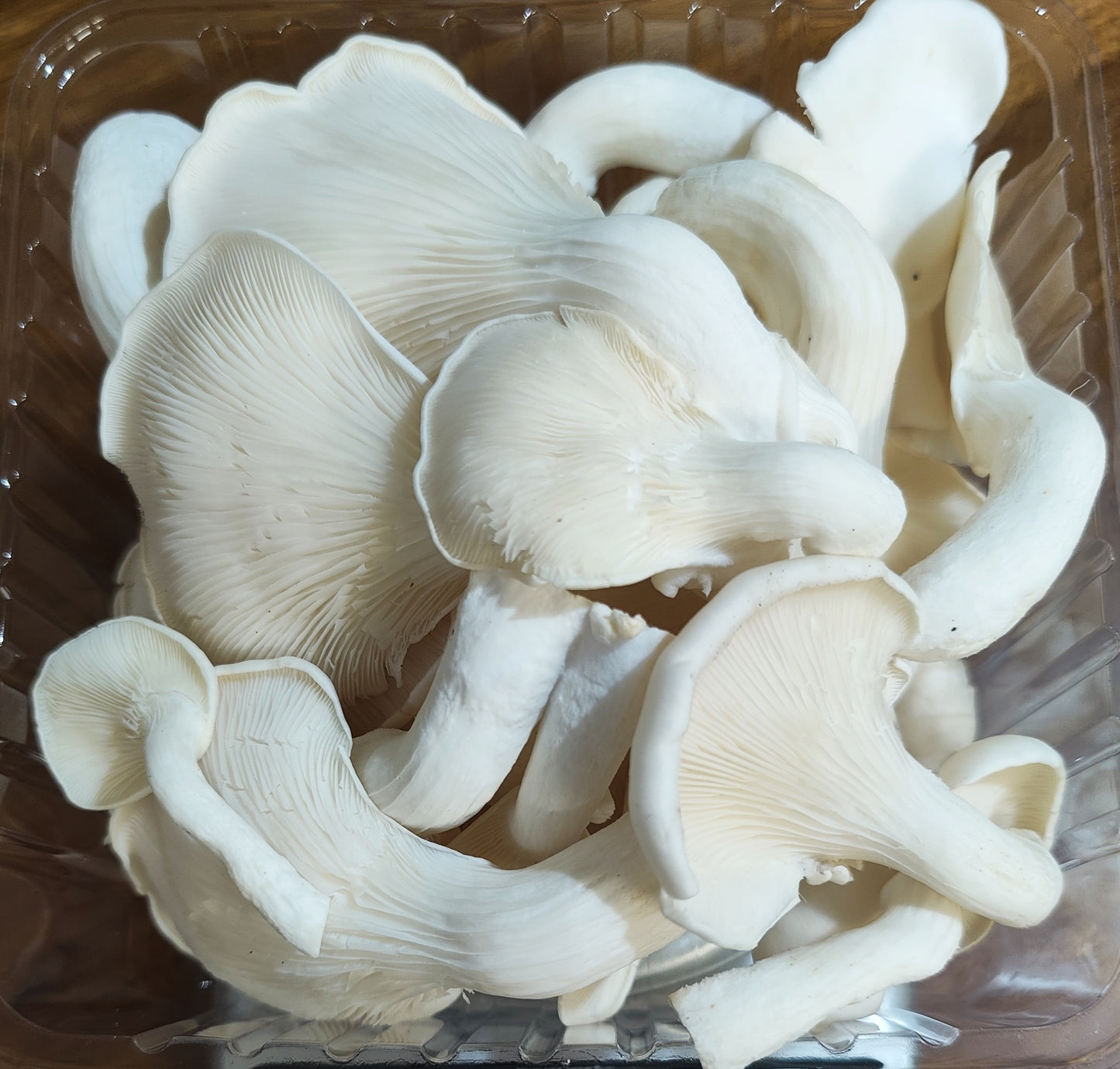 Fresh Oyster