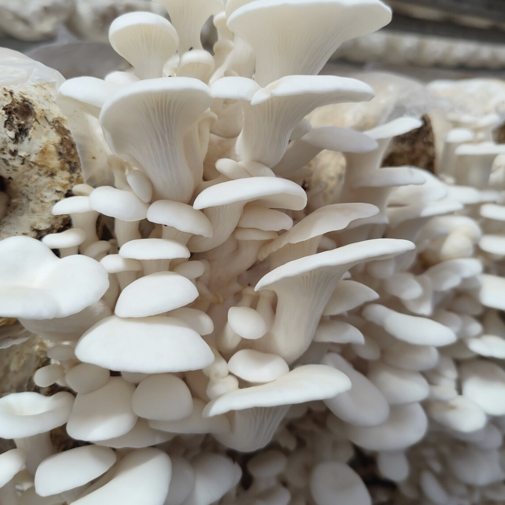 Oyster Growing Bag