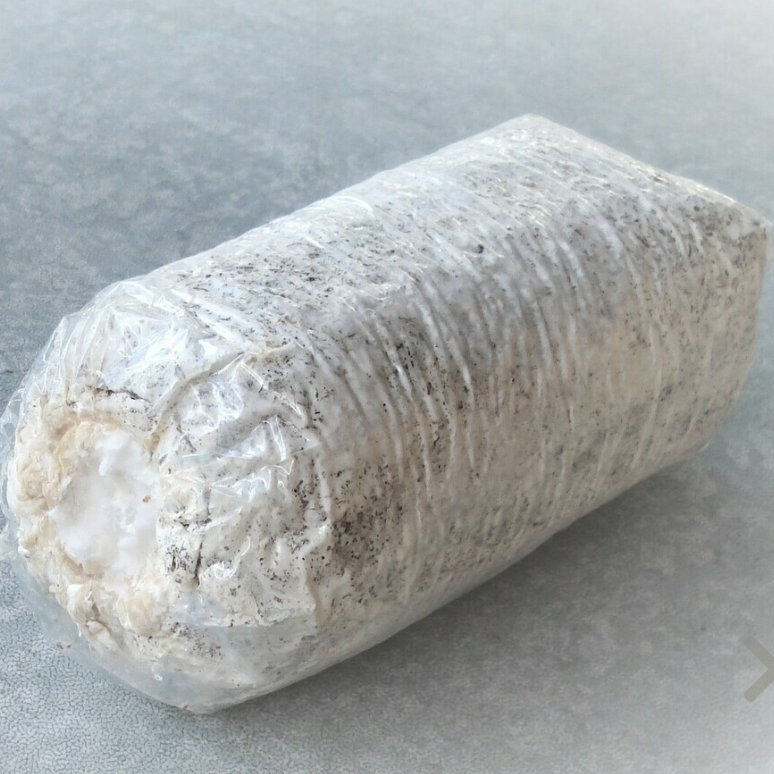 Oyster Growing Bag