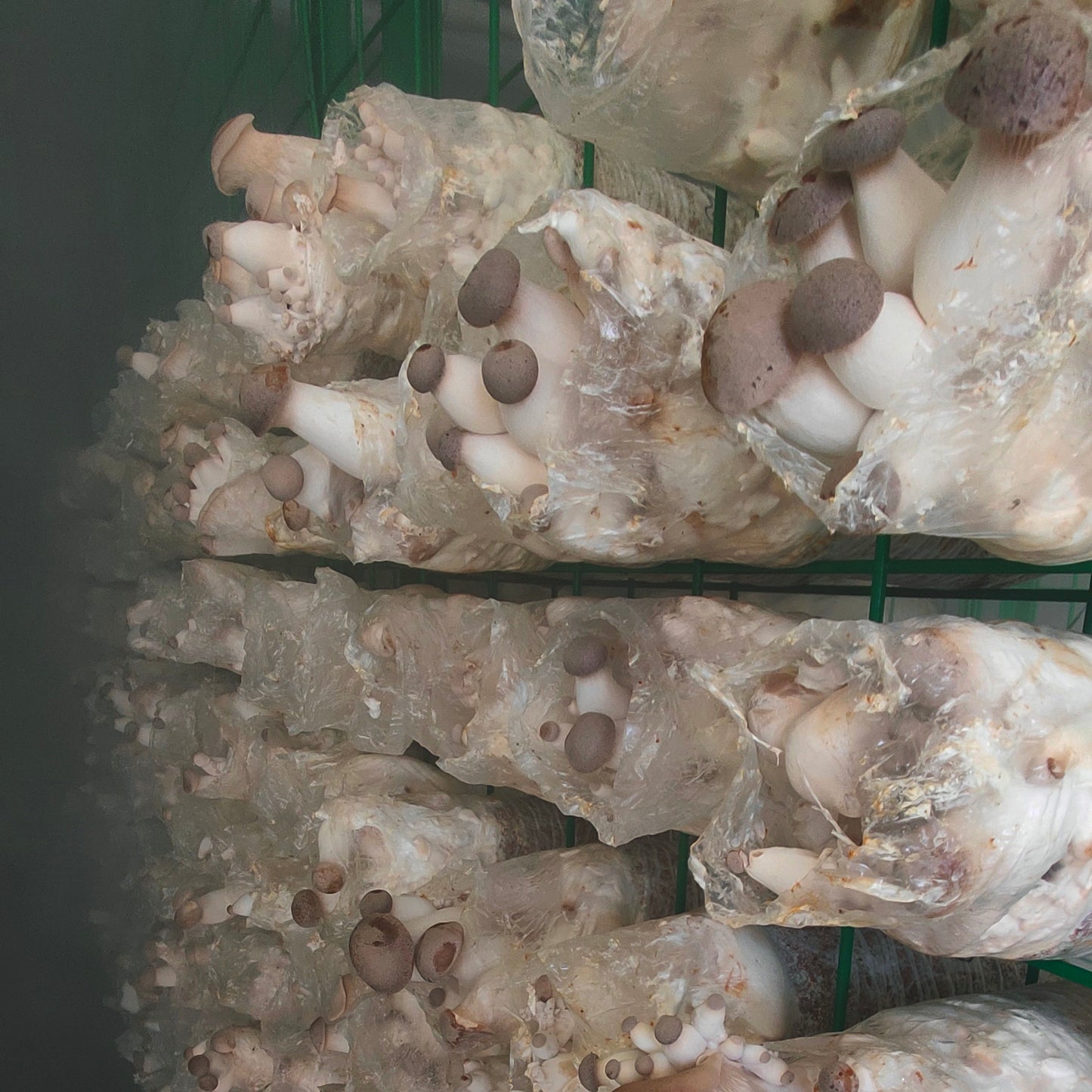 King Oyster Growing Bag