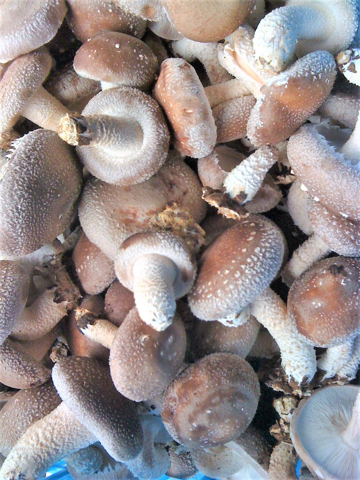 Shiitake Growing Bag