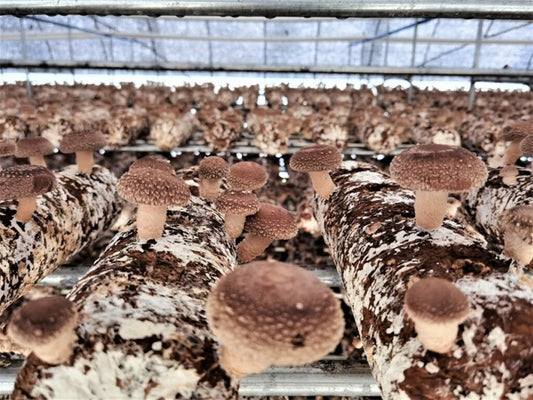 Sweet opportunity for Australian exotic mushroom growers