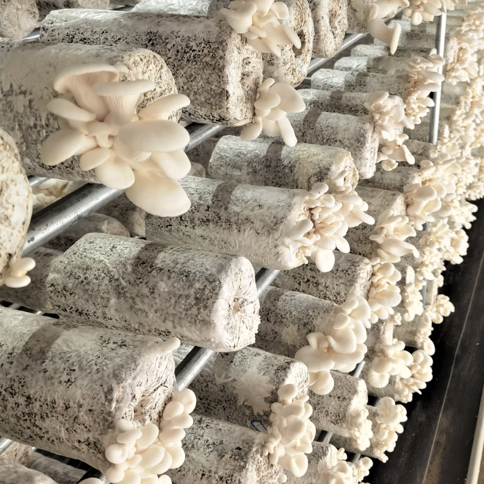 Oyster Mushrooms Growing Kit Instructions