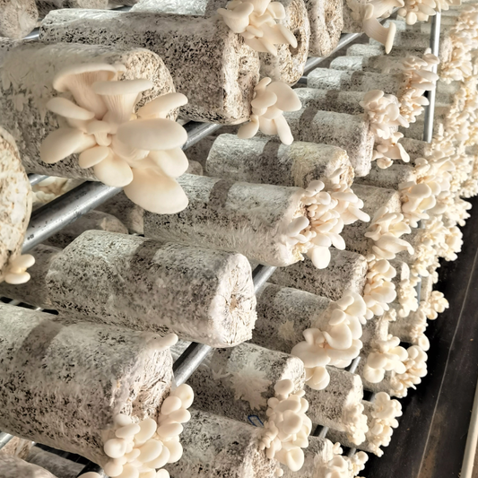 Oyster Mushrooms Growing Kit Instructions