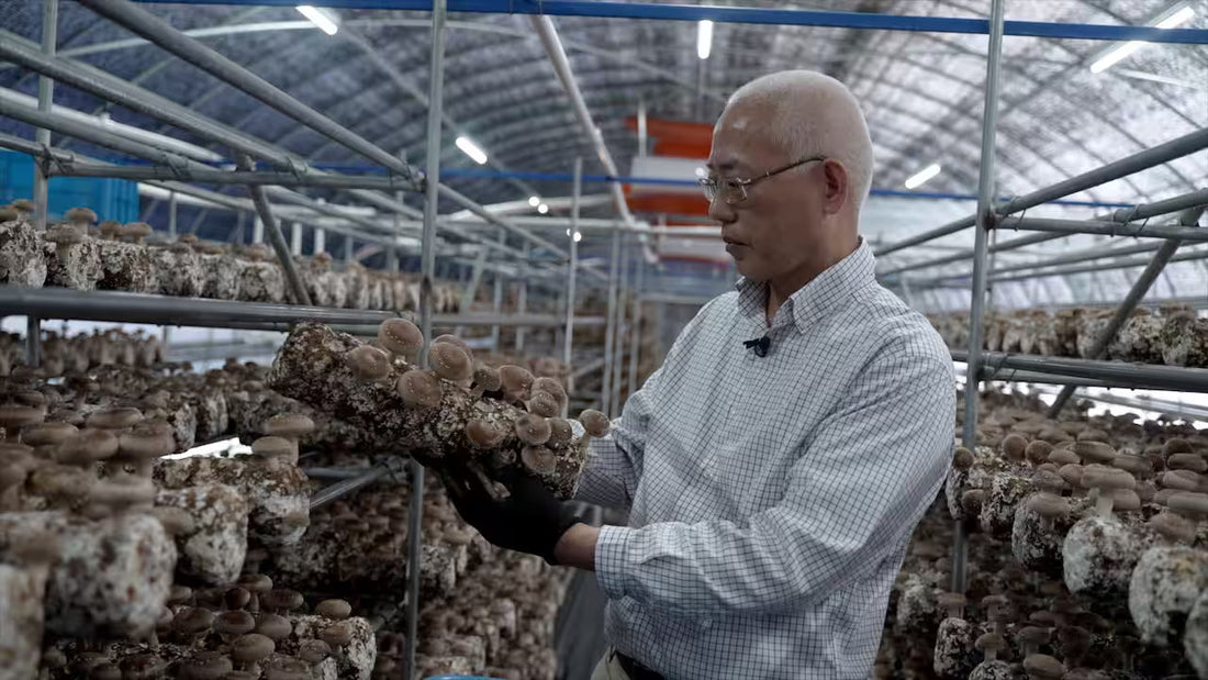 Scientists say Australia has potential to capitalise on mushroom gold and fight food waste