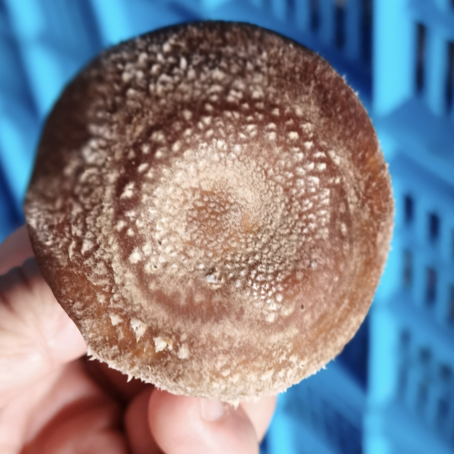 Shiitake Growing Bag