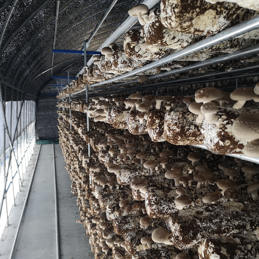 Shiitake Growing Bag