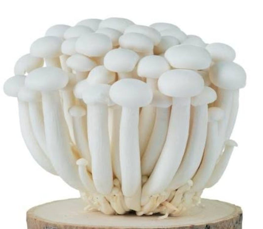 White Shimeji